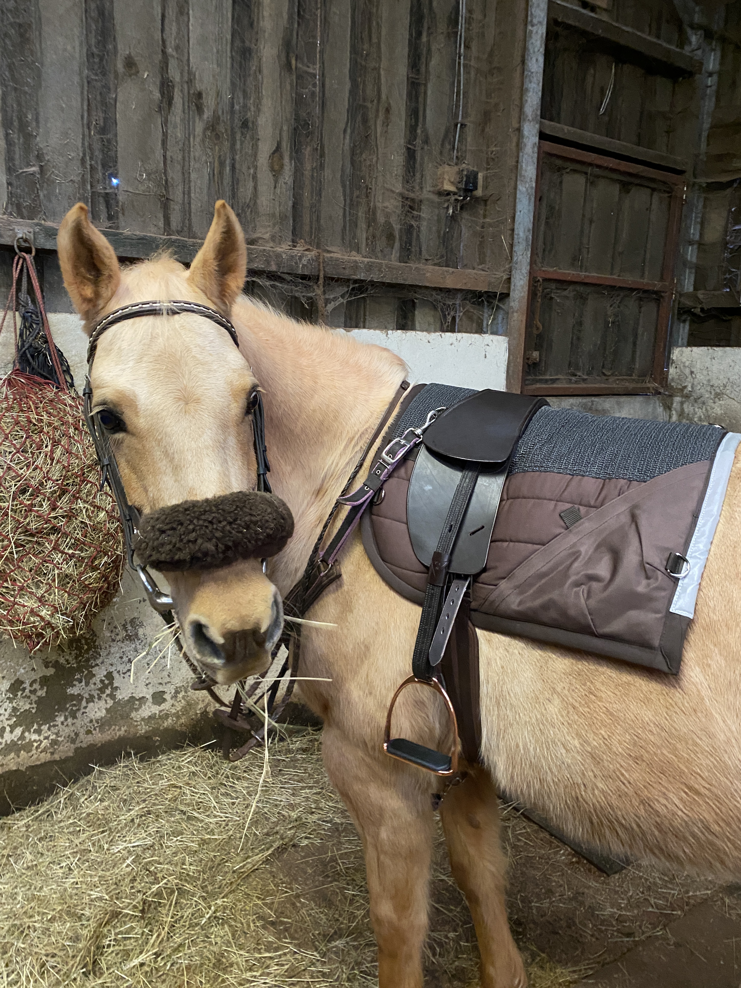 Total Contact Saddle (2)